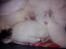 toves albino killinger :)