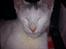 toves albino killinger :)