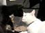 Lidt forskellige billeder af kattene