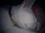 toves albino killinger :)