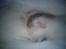 toves albino killinger :)