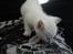 toves albino killinger :)