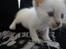 toves albino killinger :)