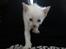 toves albino killinger :)