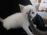 toves albino killinger :)