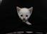 toves albino killinger :)