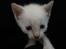 toves albino killinger :)