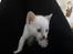 toves albino killinger :)