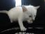 toves albino killinger :)