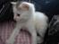 toves albino killinger :)
