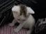 toves albino killinger :)