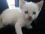 toves albino killinger :)