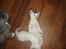 toves albino killinger :)
