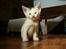 toves albino killinger :)