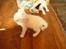 toves albino killinger :)