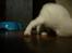 toves albino killinger :)