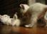 toves albino killinger :)