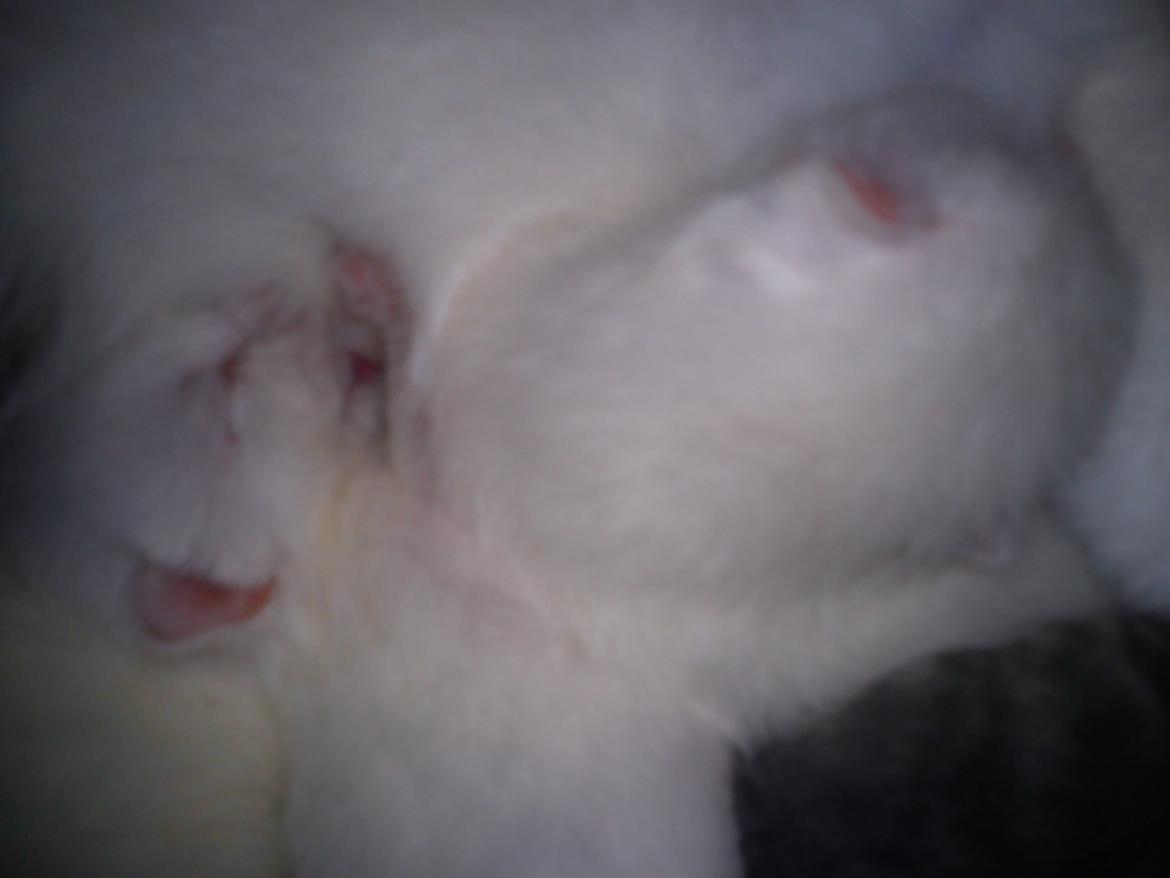 toves albino killinger :) billede 9