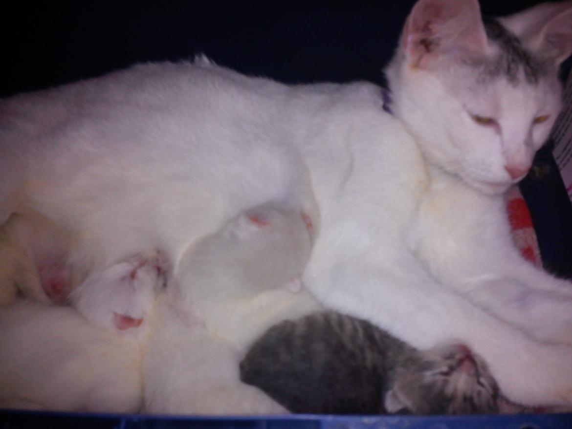 toves albino killinger :) billede 10