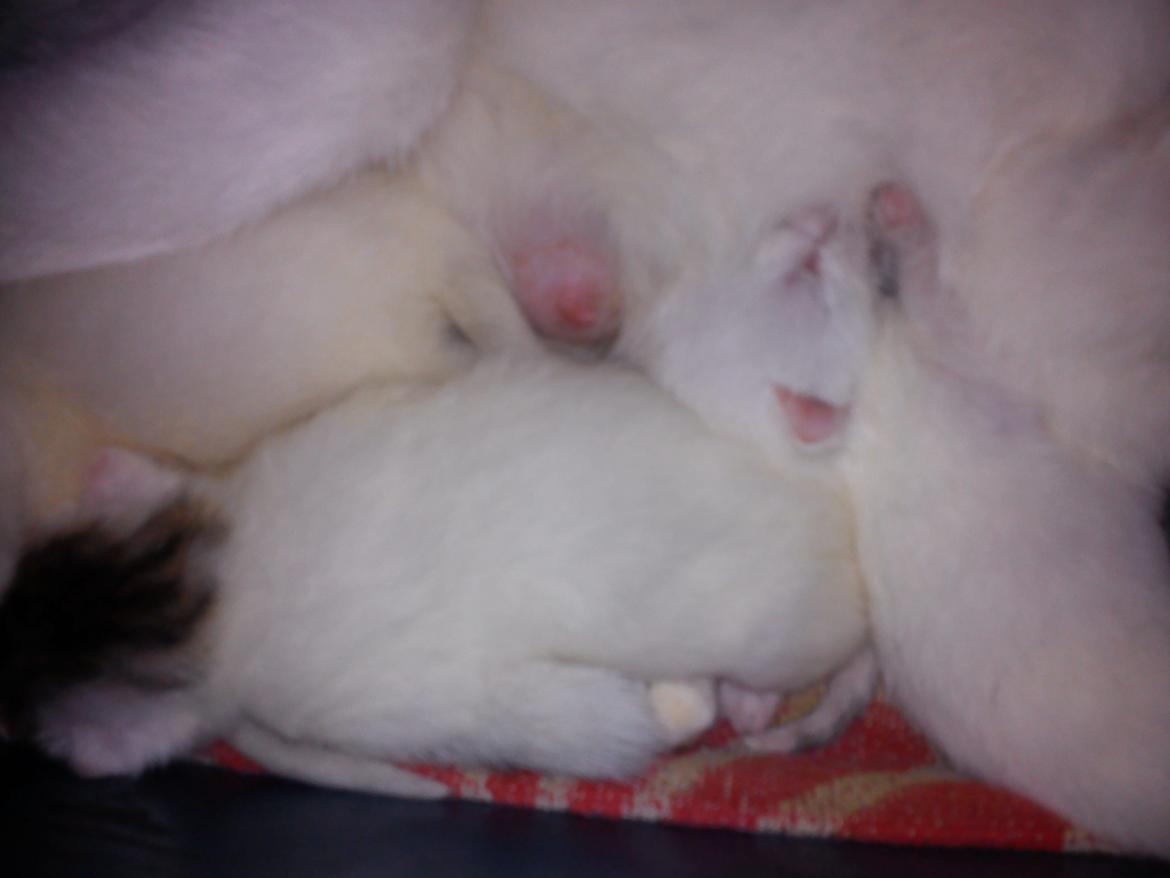 toves albino killinger :) billede 11