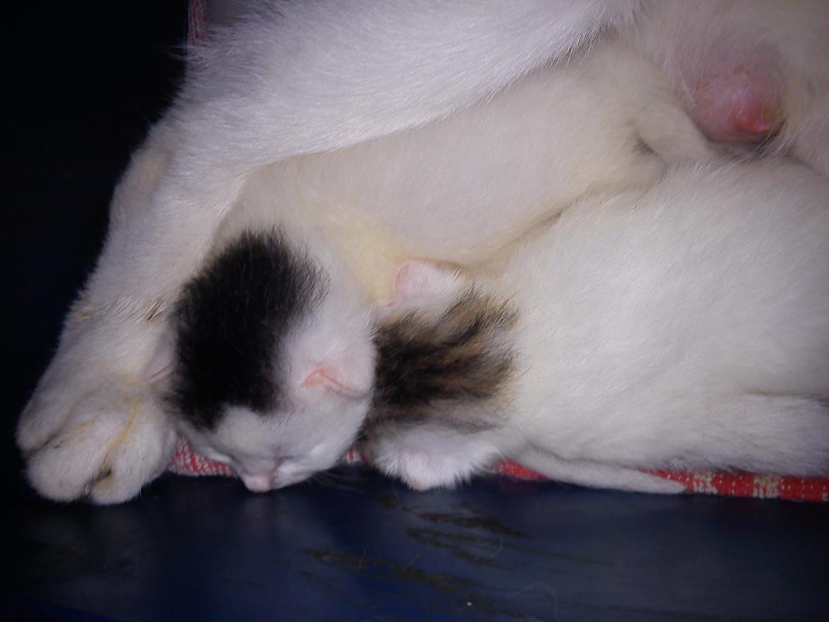 toves albino killinger :) billede 12