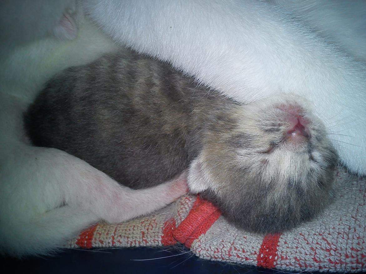 toves albino killinger :) billede 13