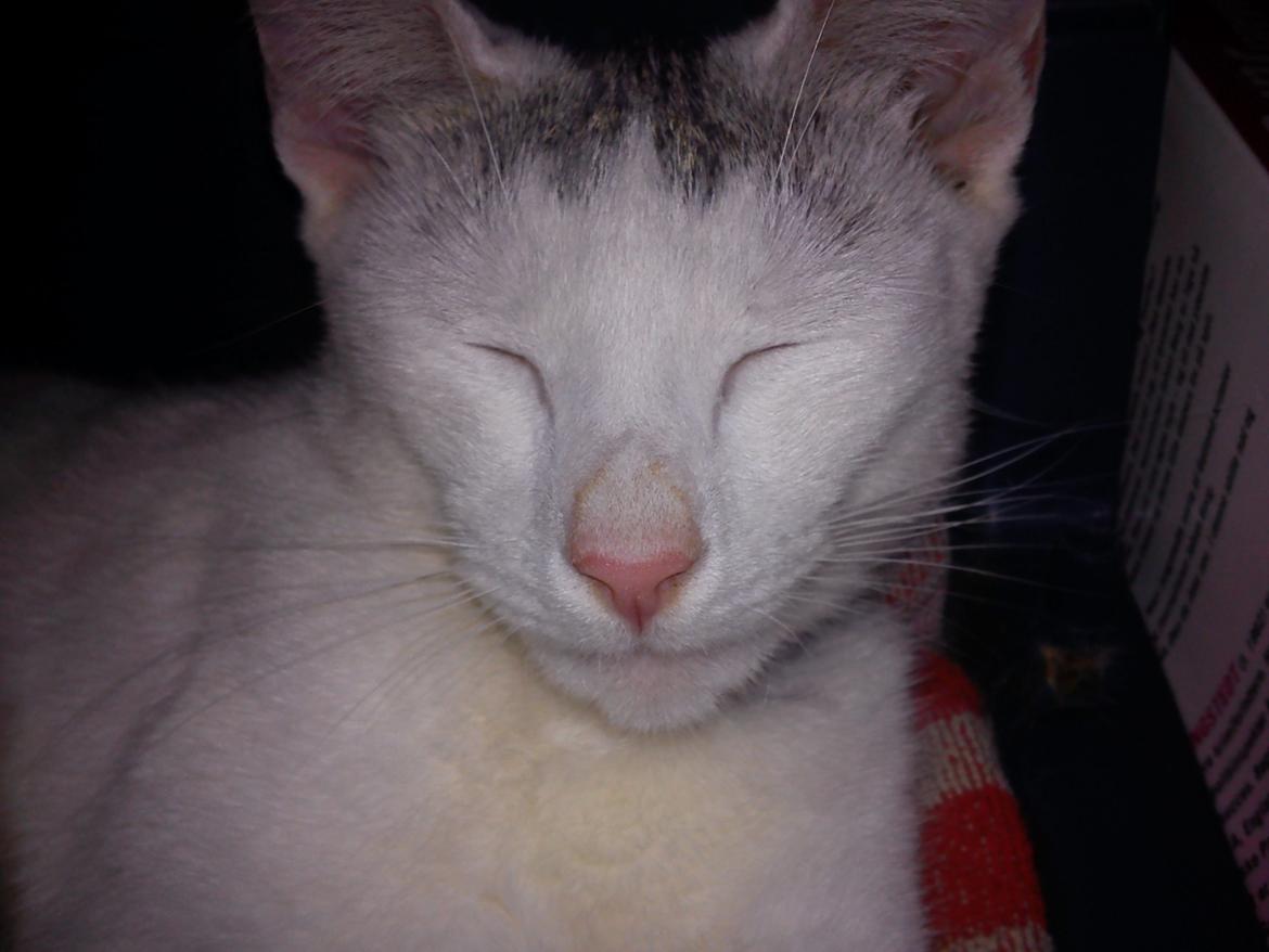 toves albino killinger :) billede 14