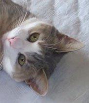 *Vibse & Missebanden* - Leger for hende! billede 10