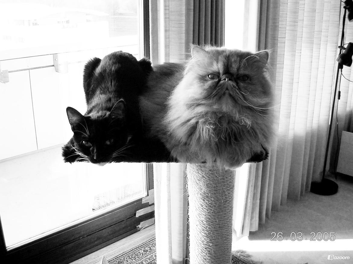 *Vibse & Missebanden* - Leger for hende! billede 18