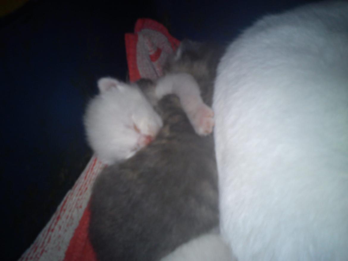 toves albino killinger :) billede 15