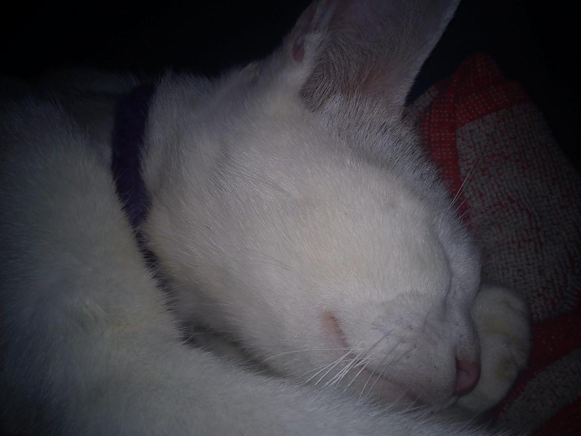 toves albino killinger :) billede 18