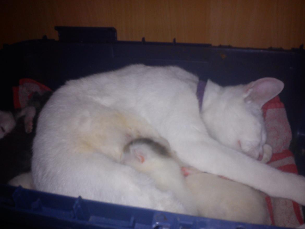 toves albino killinger :) billede 19