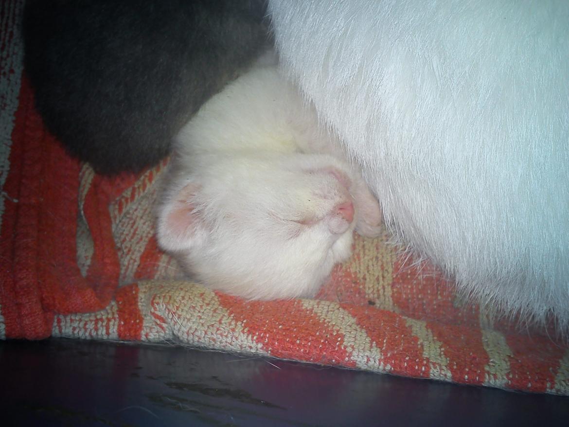 toves albino killinger :) billede 20