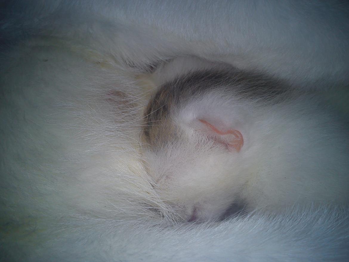 toves albino killinger :) billede 6