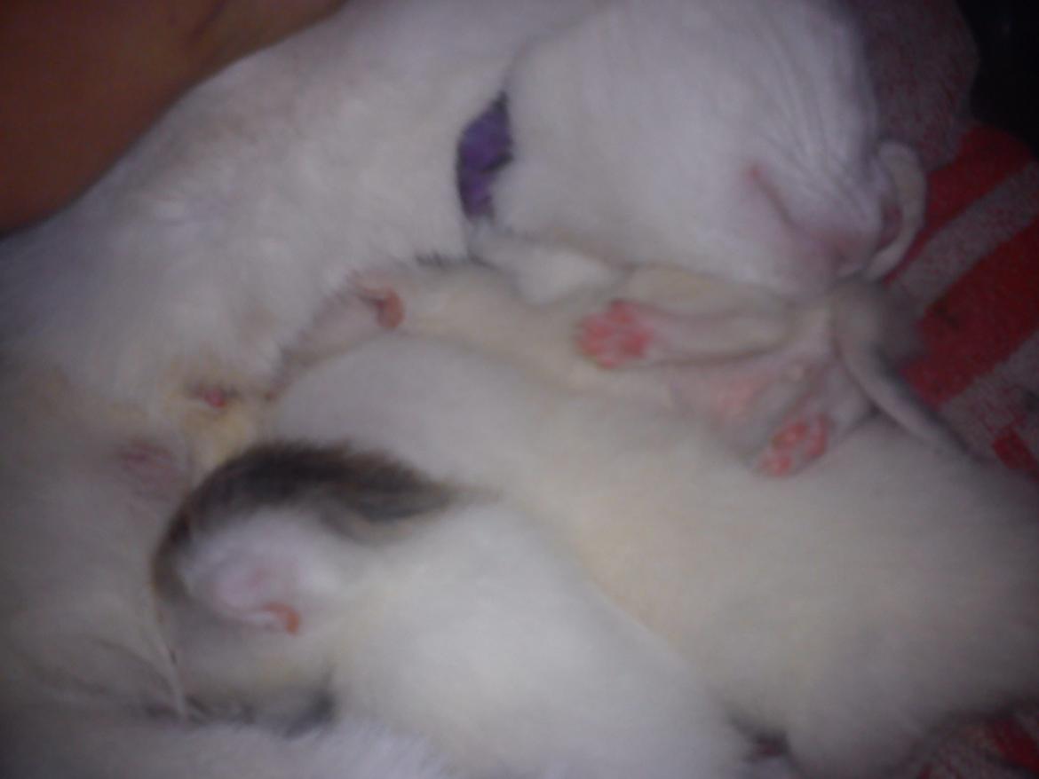 toves albino killinger :) billede 21