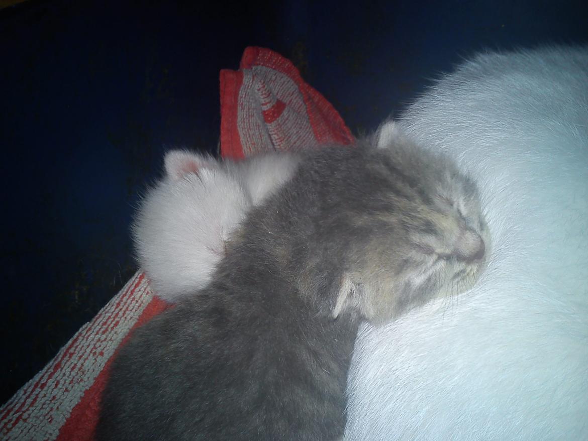 toves albino killinger :) billede 22