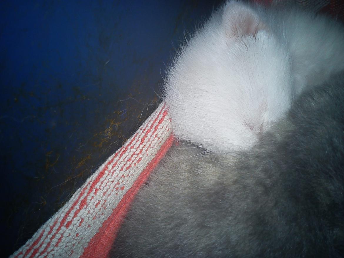 toves albino killinger :) billede 23