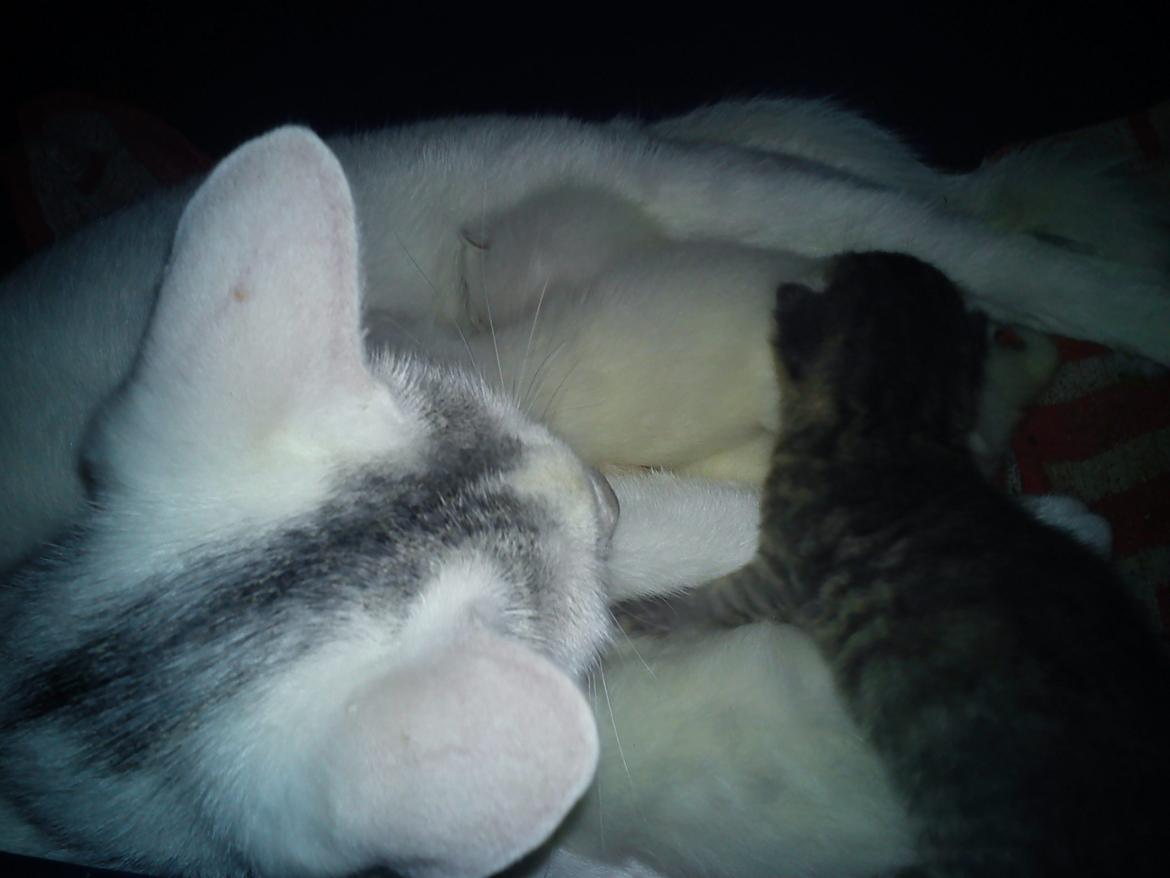toves albino killinger :) billede 24