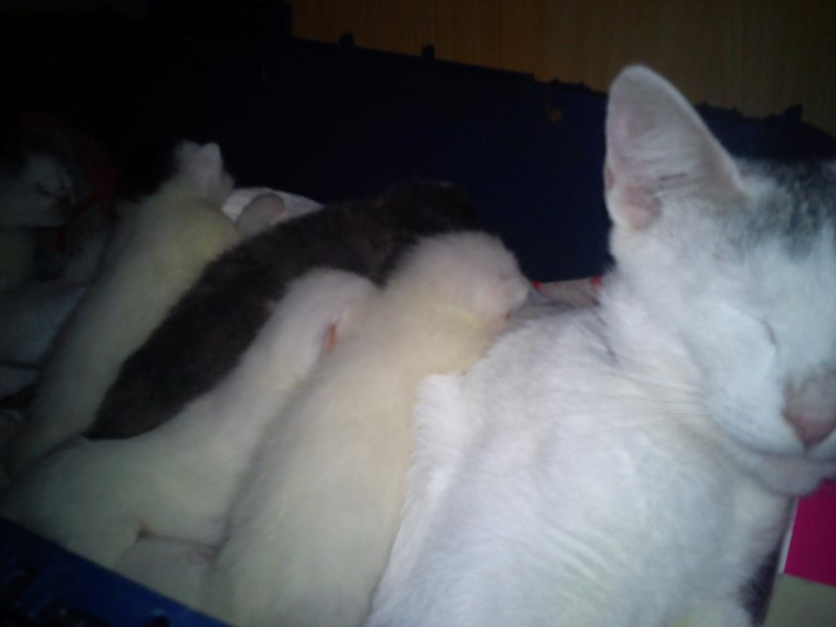 toves albino killinger :) billede 27