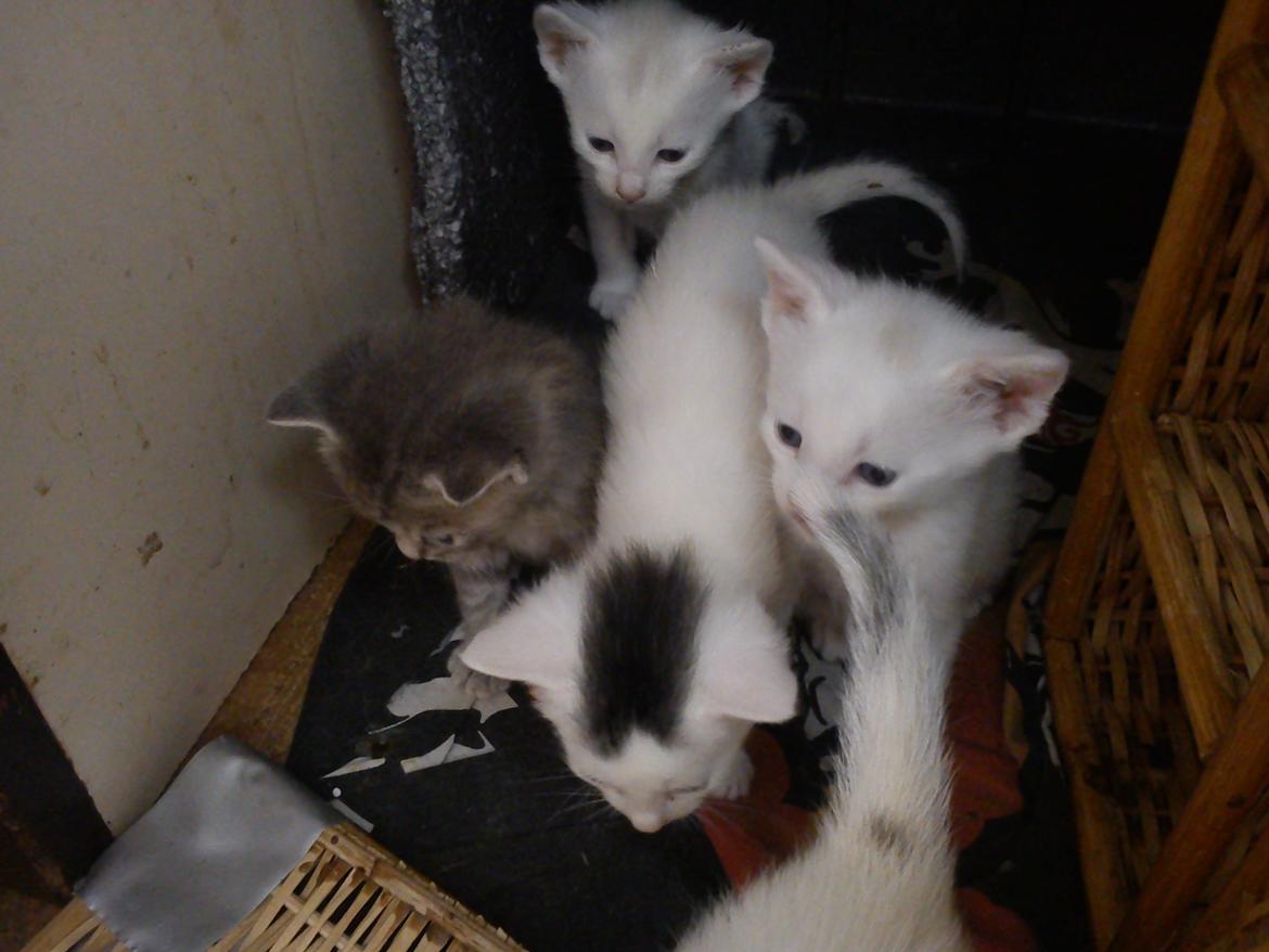toves albino killinger :) billede 29