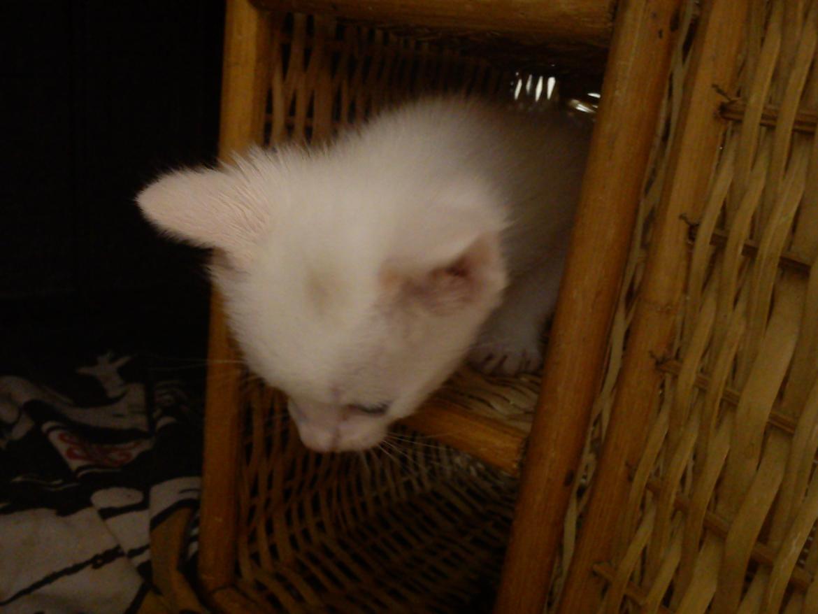 toves albino killinger :) billede 31