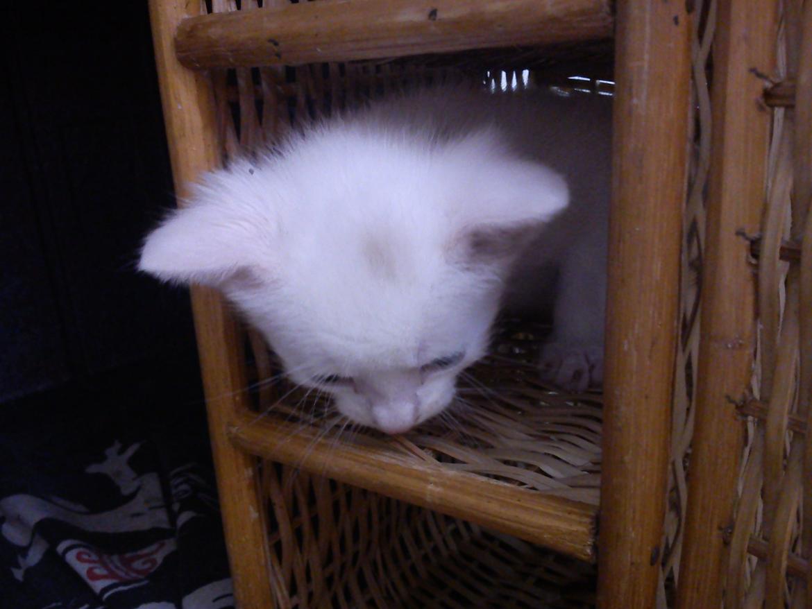 toves albino killinger :) billede 32