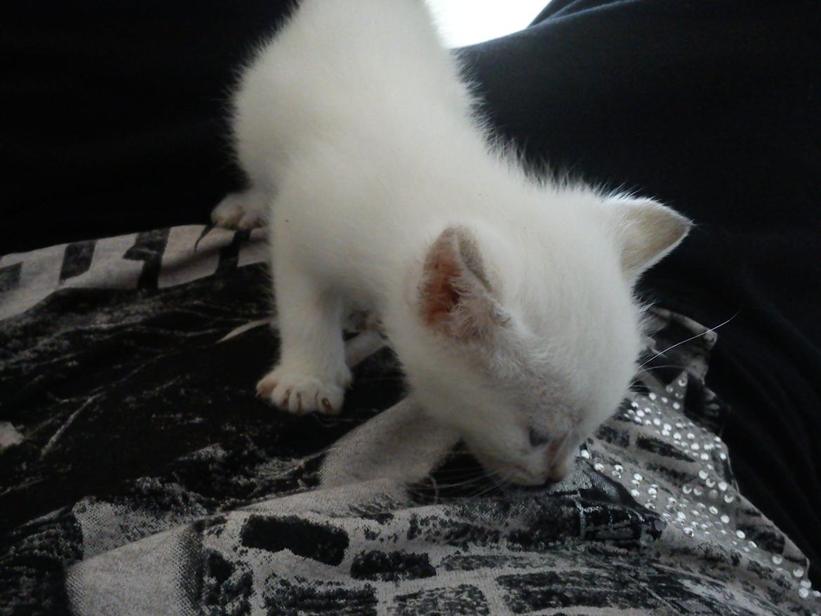 toves albino killinger :) billede 17