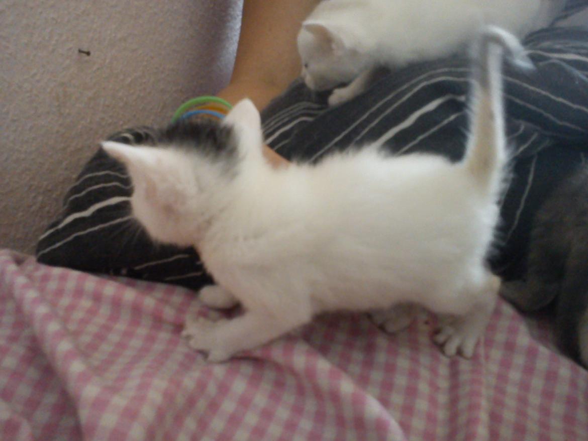 toves albino killinger :) billede 8