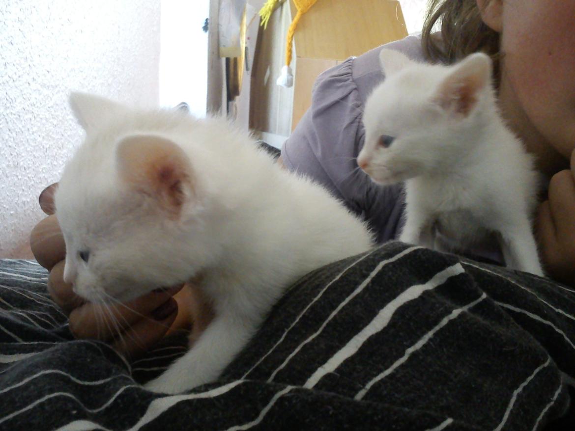 toves albino killinger :) billede 5