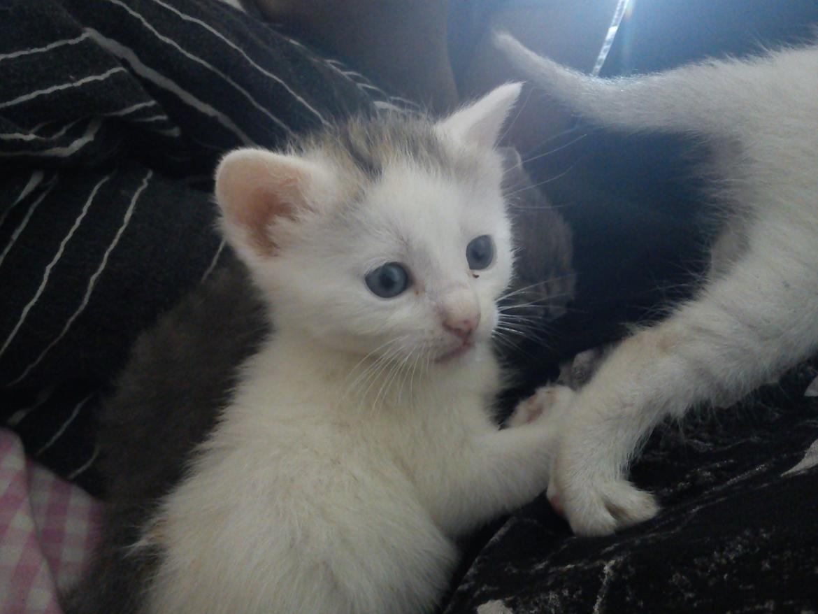 toves albino killinger :) billede 34