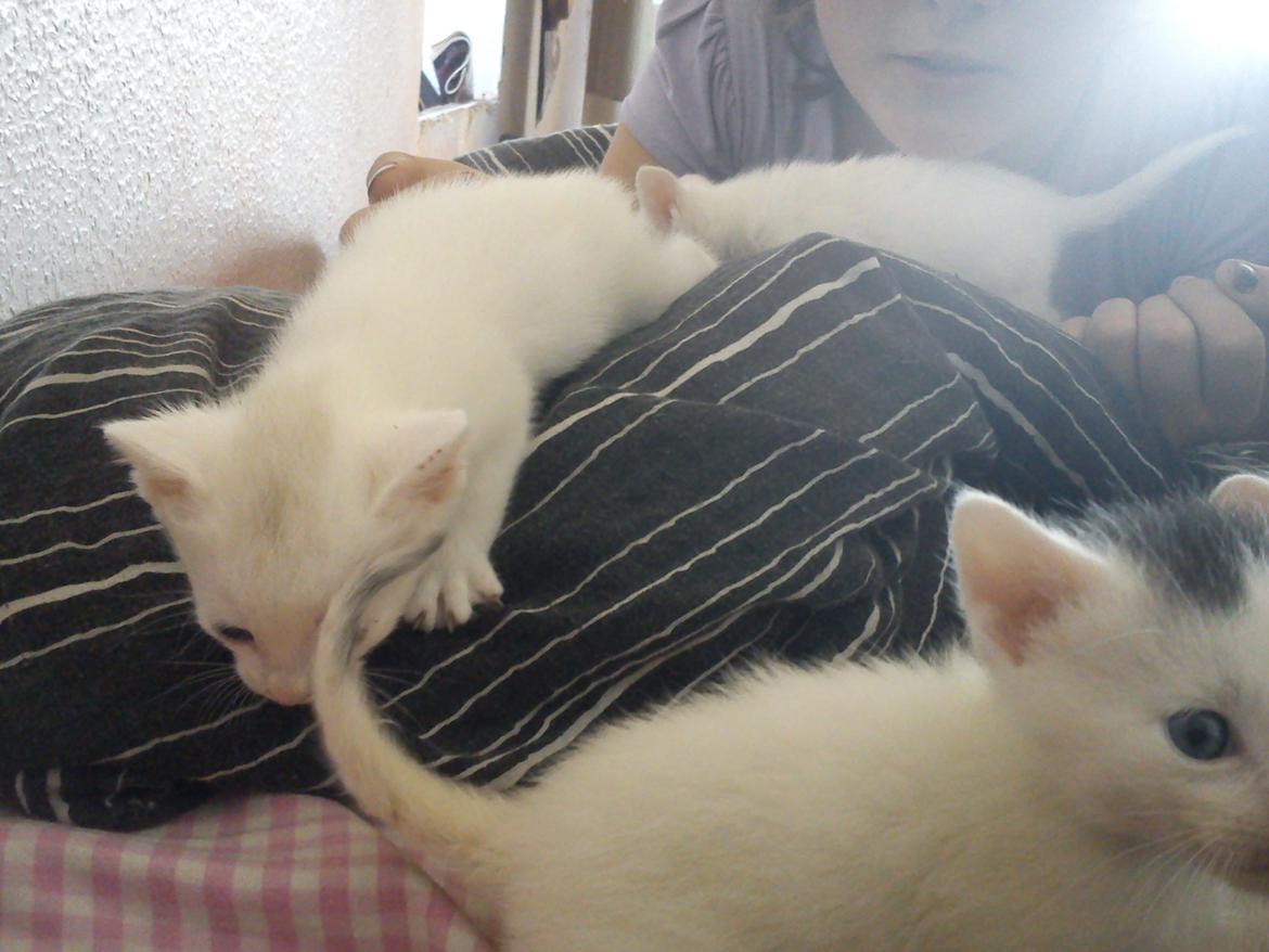 toves albino killinger :) billede 35