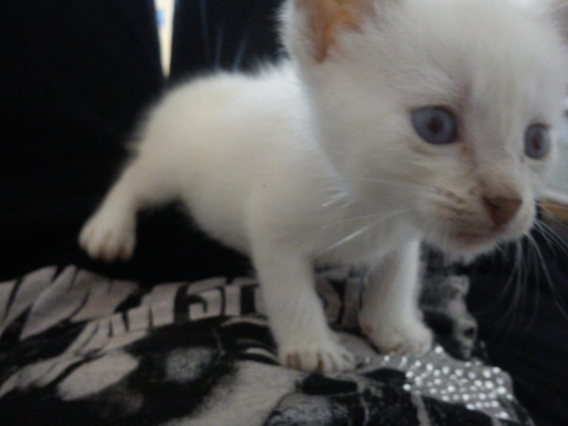 toves albino killinger :) billede 36