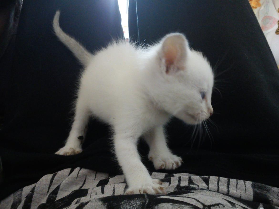 toves albino killinger :) billede 37