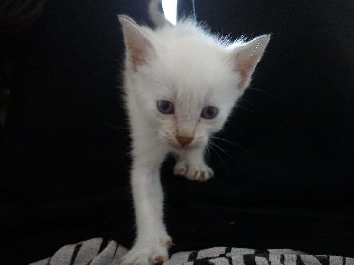 toves albino killinger :) billede 39
